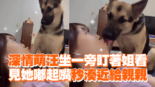 深情萌汪坐一旁盯著姐看　見她嘟起嘴秒湊近給親親