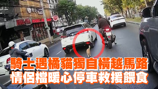 騎士遇橘貓獨自橫越馬路　情侶檔暖心停車救援餵食