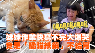 妹妹作業快寫不完大爆哭　竟是「橘貓紙鎮」不給寫