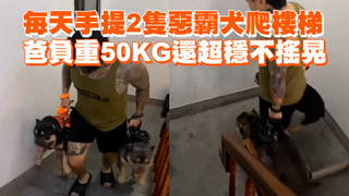 每天手提2隻惡霸犬爬樓梯　爸負重50KG還超穩不搖晃