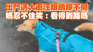 出門遇大雨汪眼睛睜不開　媽忍不住笑：看得到路嗎