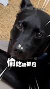 【罪證確鑿】歐告偷吃便當「鼻頭黏飯粒」　被主人抓包超心虛