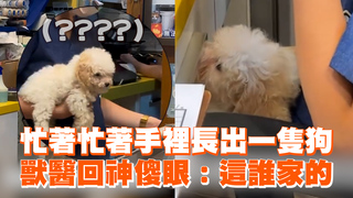 忙著忙著手裡長出一隻狗　獸醫回神傻眼：這誰家的