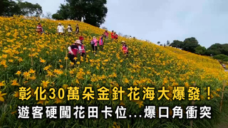 彰化30萬朵金針花海大爆發！　花遭踩爛遊客口角爆衝突