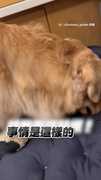 【虛驚一場】調皮阿金偷咬籠子貼紙！媽媽緊張找半天竟藏在..