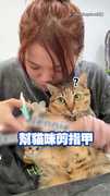 【小孩vs.貓貓】誰的指甲比較難剪？