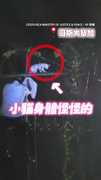 【貓咪被藏毒】員警救樹上浪浪沒想到被當走私物！