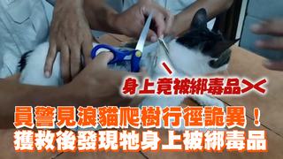 員警見浪貓爬樹行徑詭異！　獲救後發現牠身上被綁毒品