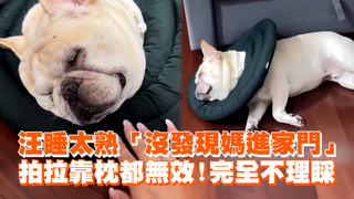 汪睡太熟「沒發現媽進家門」拍拉靠枕都無效！完全不理睬
