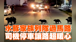 水豚家族列隊過馬路　司機停車讓路超暖心