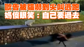 歐告被貓嚇到尖叫逃跑　媽傻眼笑：自己要過去