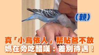 真「小鳥依人」緊貼爸不放　媽在旁吃醋嘆：差別待遇！