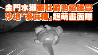 金門水獺翻肚躺池邊睡覺　沙地「滾麻糬」超萌畫面曝