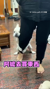 【阿嬤別走！】法鬥想跟著出門緊抱阿嬤小腿撒嬌XD