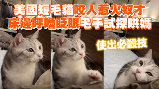 美國短毛貓咬人惹火奴才　床邊呼嚕眨眼毛手試探哄媽