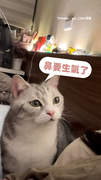 【原諒牠！】奴才被咬好生氣　愛貓床邊呼嚕伸毛手道歉