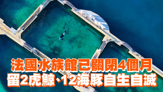 法國水族館已關閉4個月　留2虎鯨、12海豚自生自滅