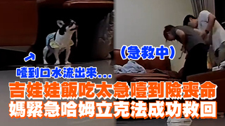 吉娃娃飯吃太急噎到險喪命　媽緊急哈姆立克法成功救回