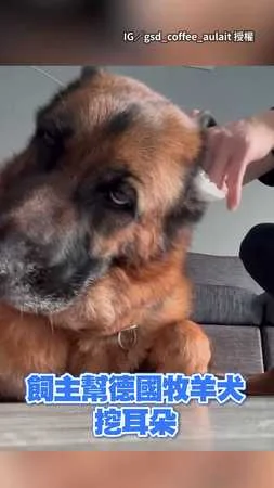 【爽到ㄎㄧㄤ掉】德國牧羊犬被挖耳朵　舒服到翻白眼！