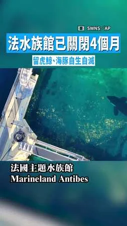 【好心疼!】法水族館已關閉4個月 留虎鯨、海豚自生自滅