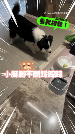 【雀躍腳腳】邊牧自己玩發球機！跺腳等球噴出超Ｑ