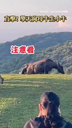 【珍貴畫面】直擊擎天崗牛媽媽生寶寶　噗溜一下就下來了！