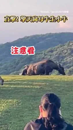 【珍貴畫面】直擊擎天崗牛媽媽生寶寶　噗溜一下就下來了！