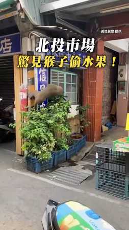 【猴～抓到了！】北投市場驚見猴子偷水果！ 現場一陣騷動