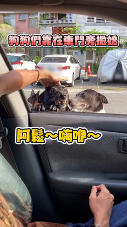 【米克斯趴車窗邊撒嬌】下秒2汪接連跳進車內男嚇傻XD