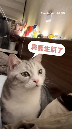 【原諒牠！】奴才被咬好生氣　愛貓床邊呼嚕伸毛手道歉