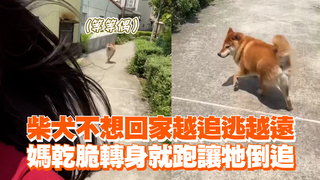 柴犬不想回家越追逃越遠　媽乾脆轉身就跑讓牠倒追