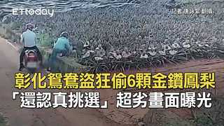 彰化鴛鴦盜狂偷6顆金鑽鳳梨「還認真挑選」　超劣畫面曝光