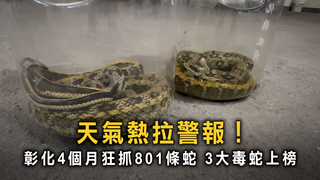 夏季蛇蹤頻傳！　彰化4個月狂抓801條蛇