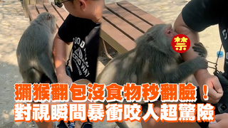 獼猴翻包沒食物秒翻臉！　對視瞬間暴衝咬人超驚險