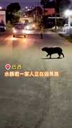 【可愛請讓道】水豚家族過馬路 司機乖乖停車守候❤️