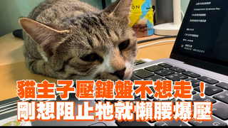 貓主子壓鍵盤不想走！　剛想阻止牠就懶腰爆壓