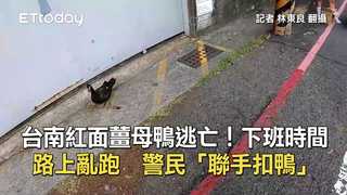 台南紅面薑母鴨逃亡！下班時間路上亂跑　警民「聯手扣鴨」」