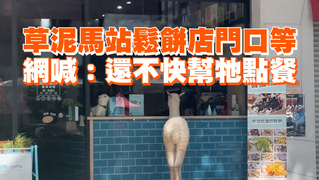 草泥馬站鬆餅店門口等　網喊：還不快幫牠點餐