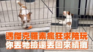 遇傑克羅素瘋狂求陪玩　你丟牠撿還丟回來續攤