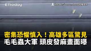 密集恐懼慎入！高雄多區驚見毛毛蟲大軍　頭皮發麻畫面曝