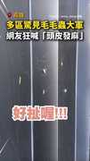 【密集恐懼慎入】高雄多區驚見毛毛蟲大軍！網友狂喊頭皮發麻 #高雄 #毛毛蟲