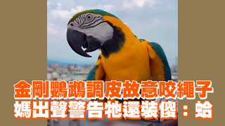 金剛鸚鵡調皮故意咬繩子　媽出聲警告牠還裝傻：蛤
