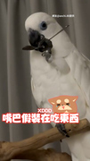 【很會演XD】藍眼巴丹鸚鵡自己拿湯匙模仿奴才吃飯