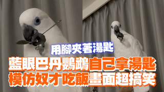藍眼巴丹鸚鵡自己拿湯匙　模仿奴才吃飯畫面超搞笑
