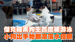 傑克羅素狗生首度被游泳　小狗出手牠翻滾落水傻眼
