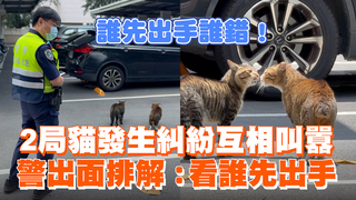 2局貓發生糾紛互相叫囂　警出面協調：看誰先出手