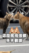 【誰先出手誰的錯】貓咪發生偷吃食物糾紛！警察都來幫忙排解了