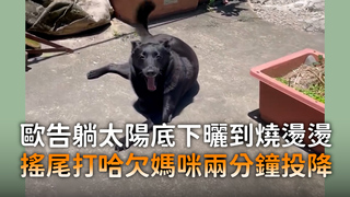 歐告躺太陽底下曬到燒燙燙　搖尾打哈欠媽咪兩分鐘投降