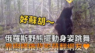 俄羅斯野熊擺動身姿跳舞　靠樹搔癢背影萌翻網友♥