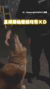 【要抱緊嗎？】阿金叫聲太大被警察關心　牠使出撒嬌攻勢討摸